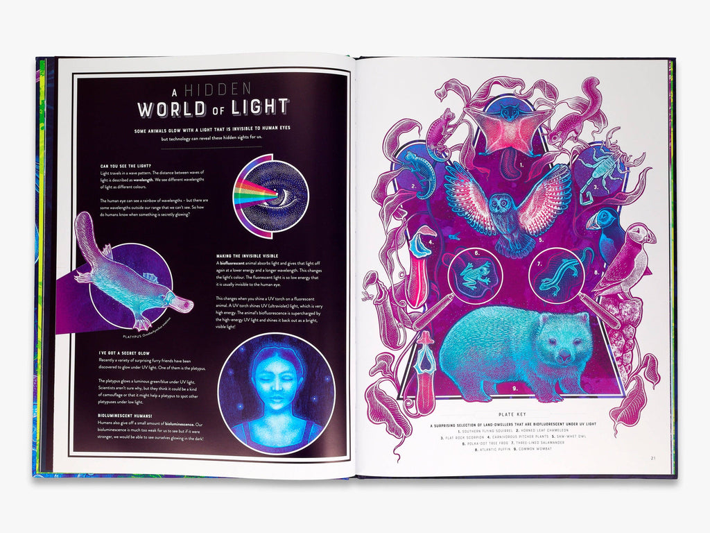 Glow (Wild Wonders)