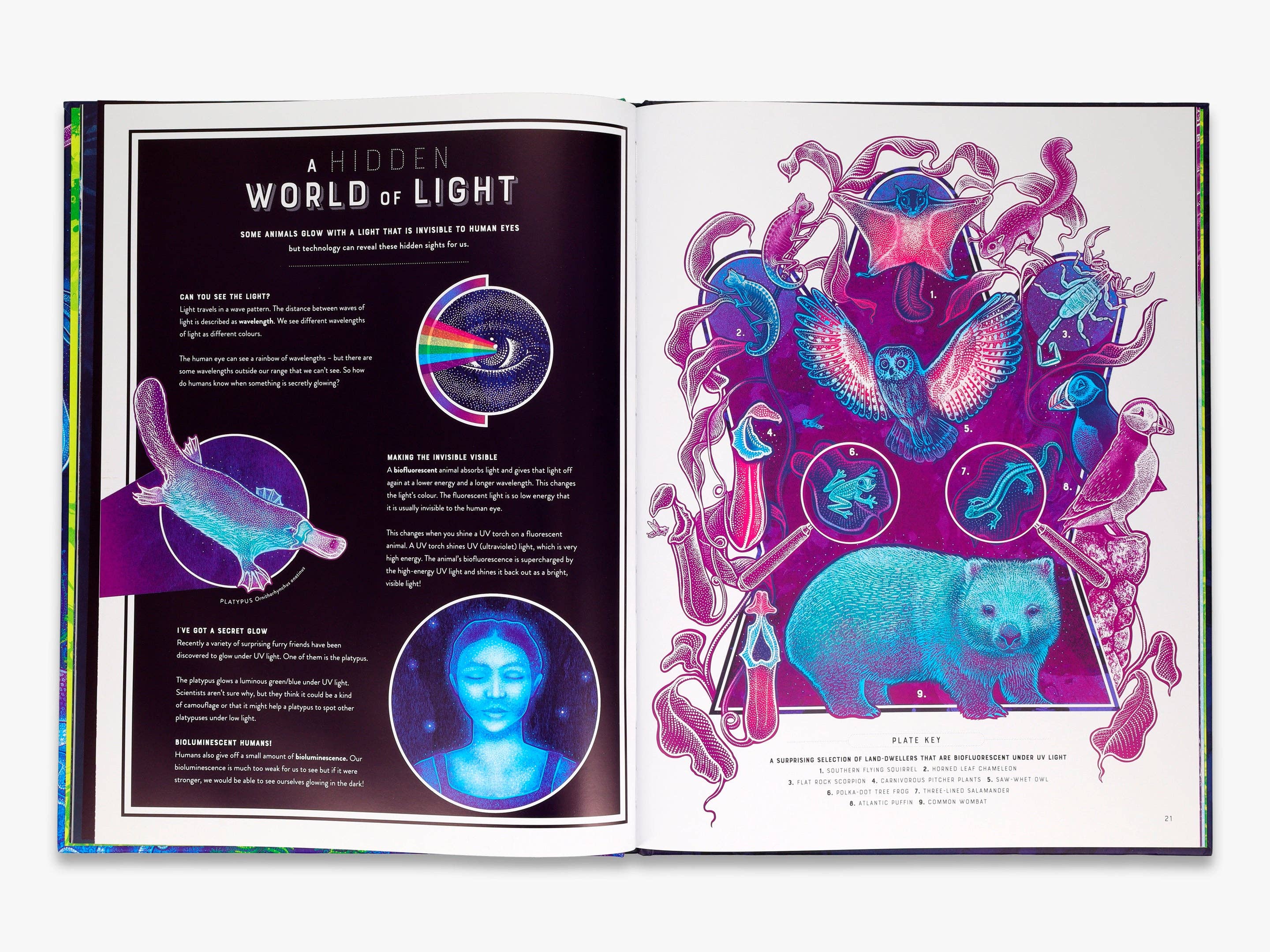 Glow (Wild Wonders)